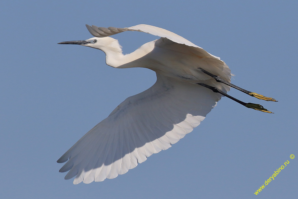    Egretta garzetta Little Egret