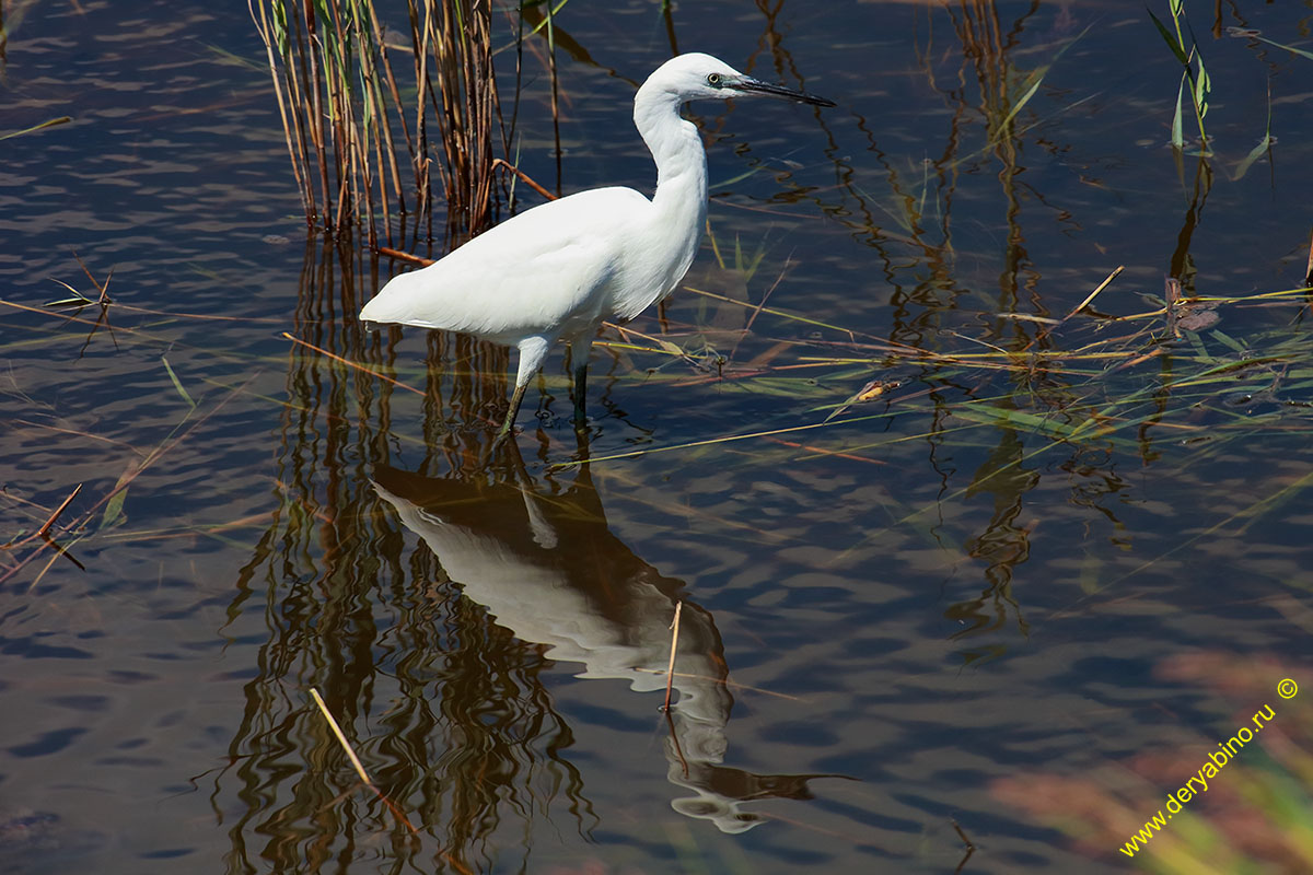    Egretta garzetta Little Egret