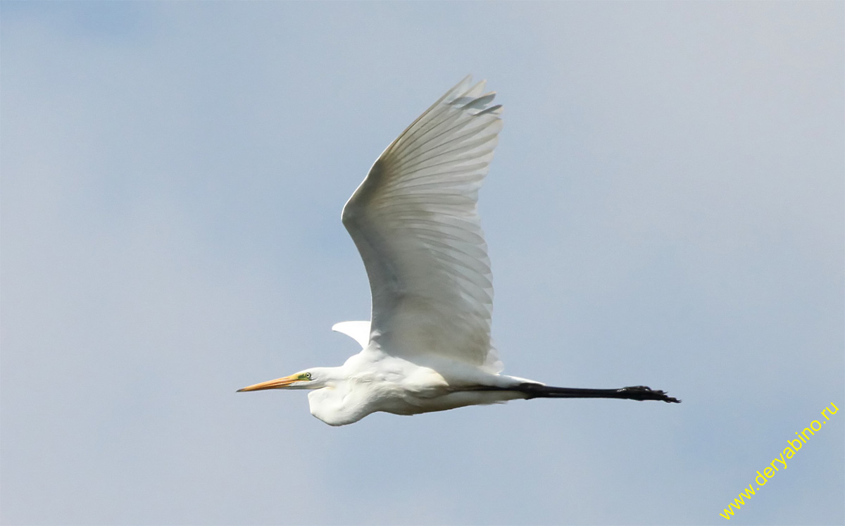    Egretta alba Great Egret