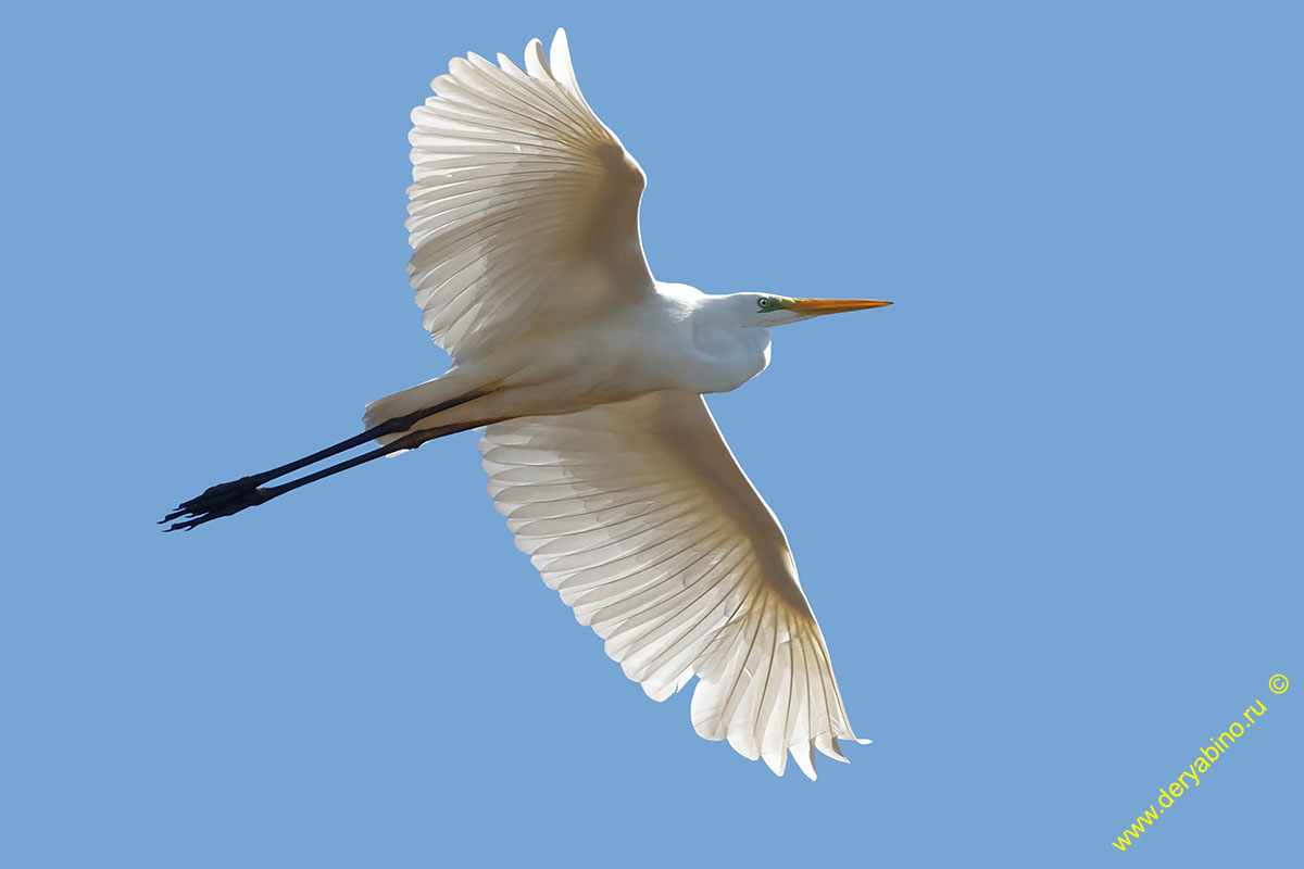    Egretta alba Great Egret