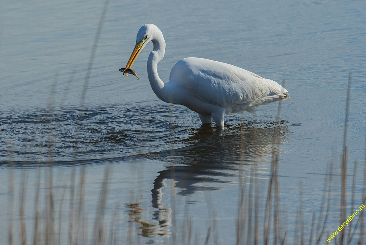    Egretta alba Great Egret