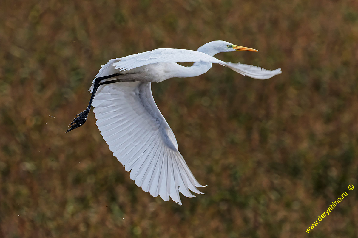    Egretta alba Great Egret