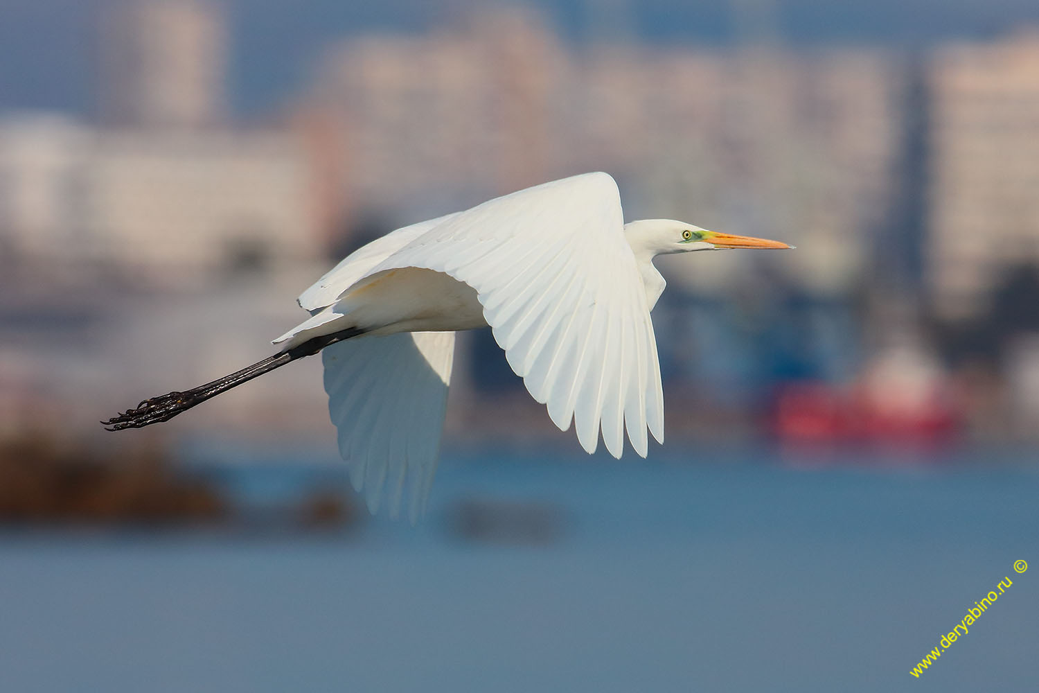    Egretta alba Great Egret