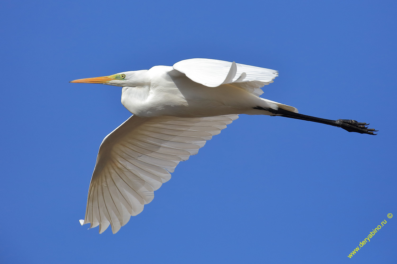    Egretta alba Great Egret