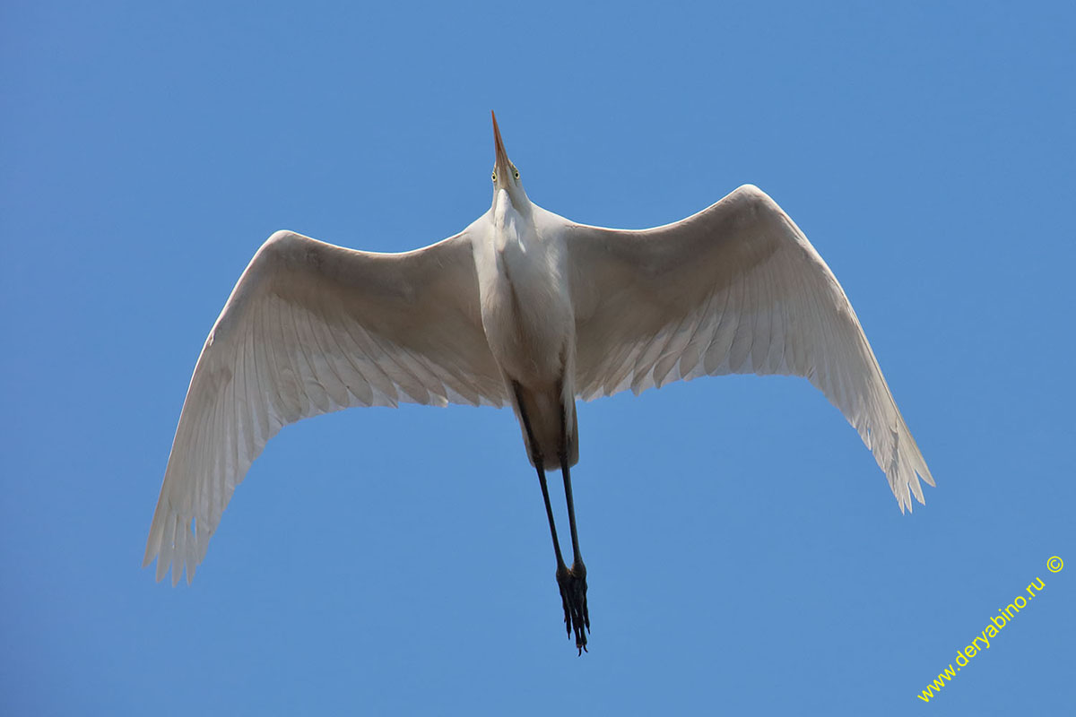    Egretta alba Great Egret