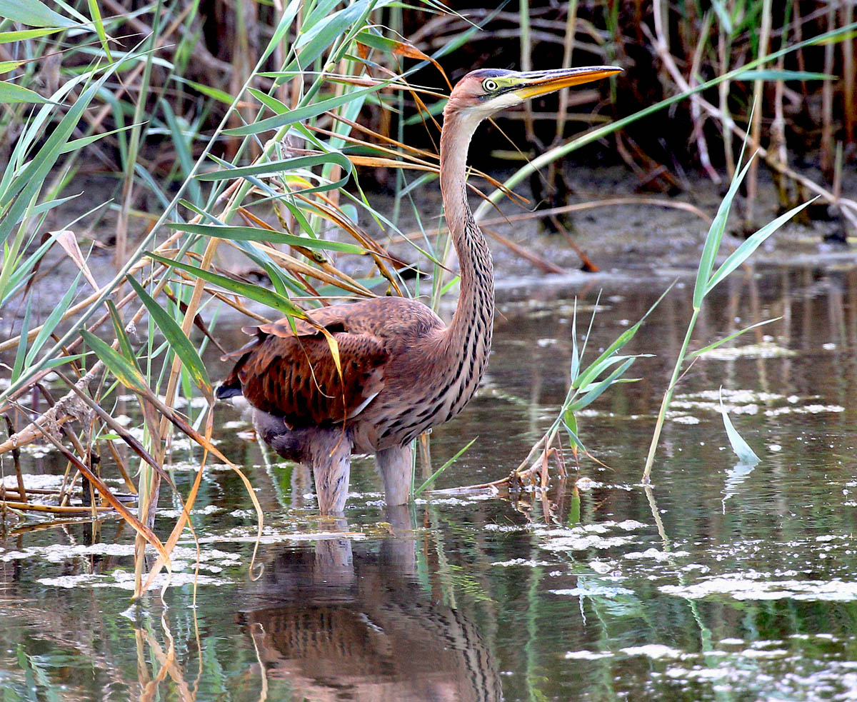   Ardea purpurea Purple Heron