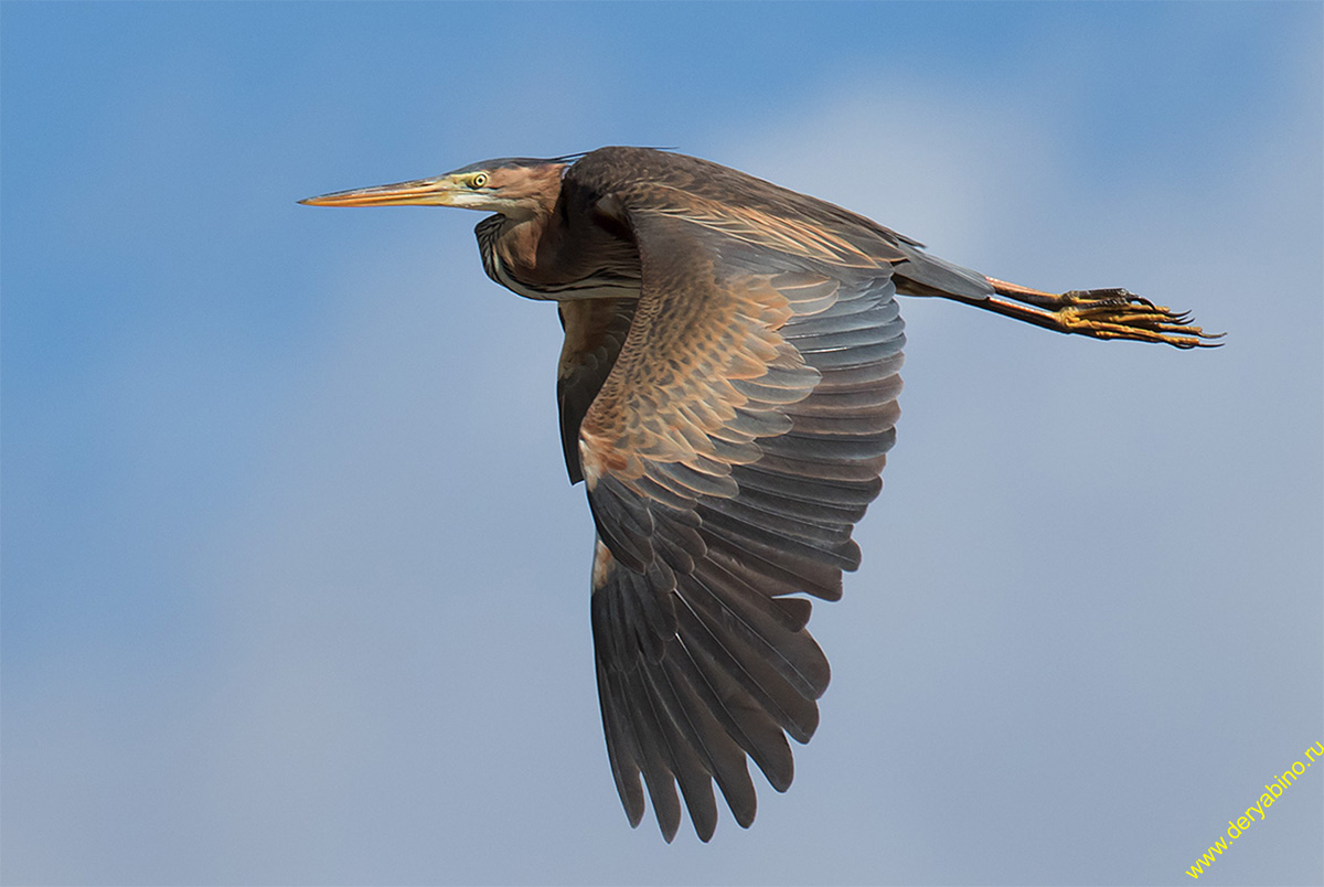   Ardea purpurea Purple Heron