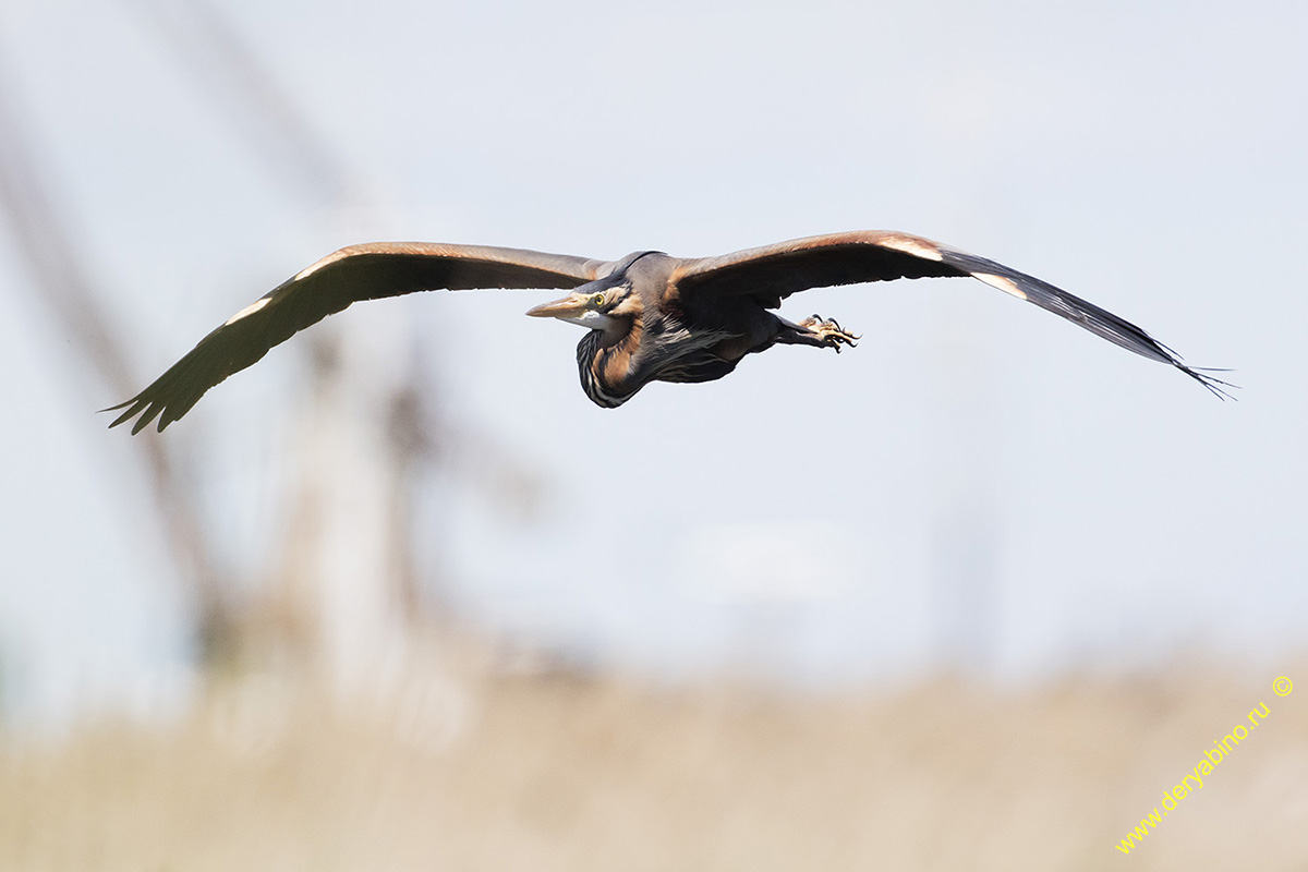   Ardea purpurea Purple Heron