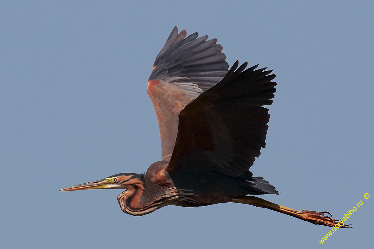   Ardea purpurea Purple Heron