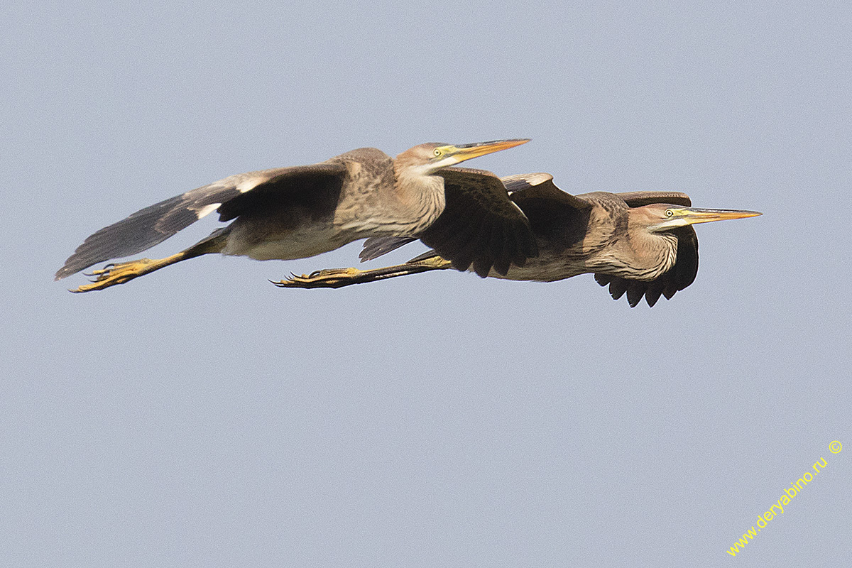   Ardea purpurea Purple Heron