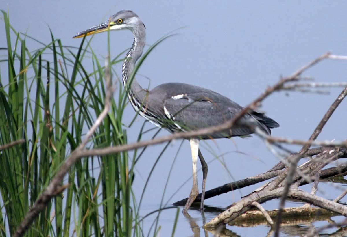   Ardea cinerea Gray Heron