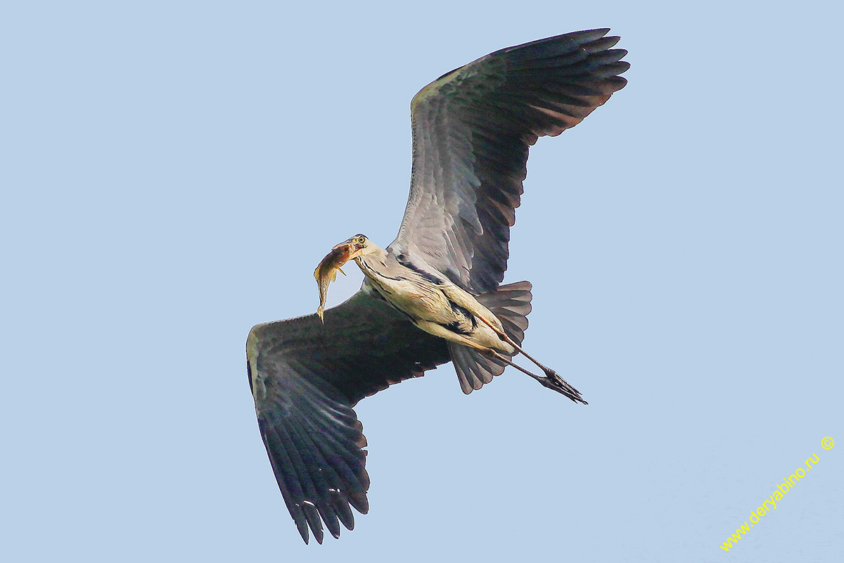   Ardea cinerea Gray Heron