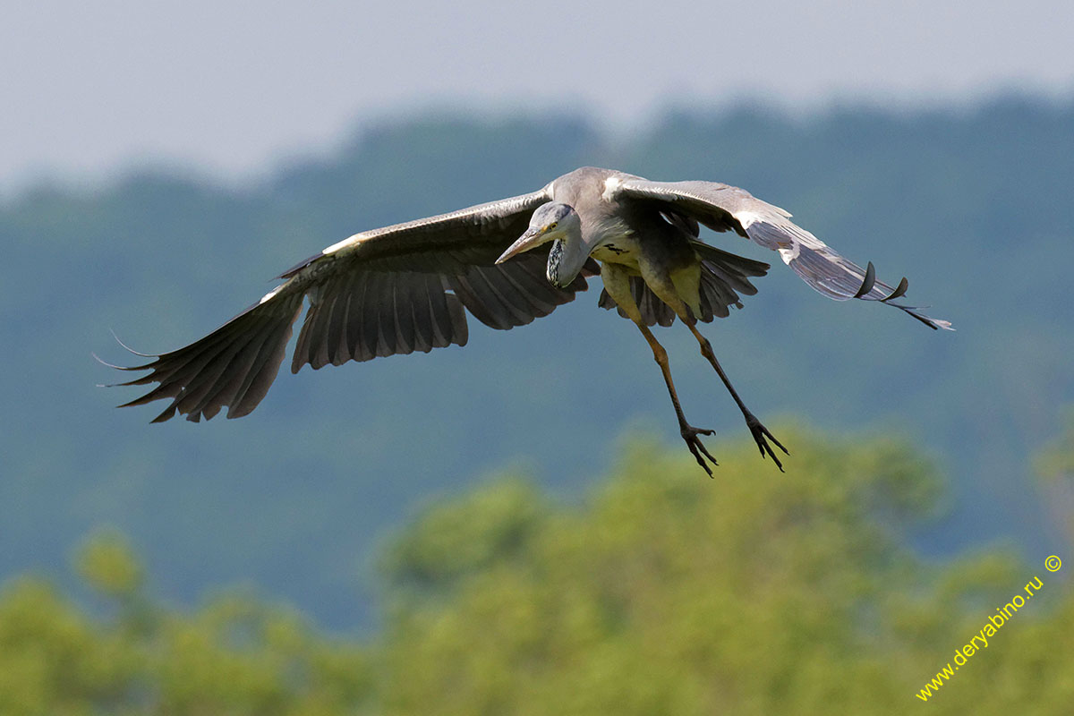   Ardea cinerea Gray Heron