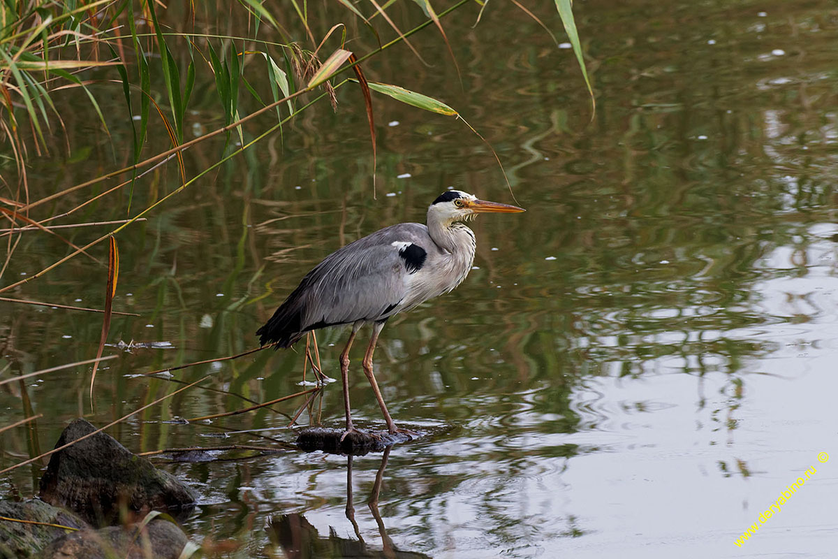   Ardea cinerea Gray Heron