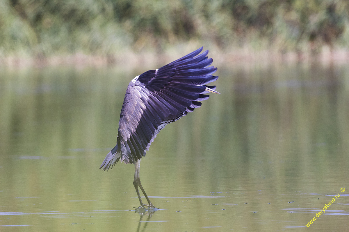   Ardea cinerea Gray Heron