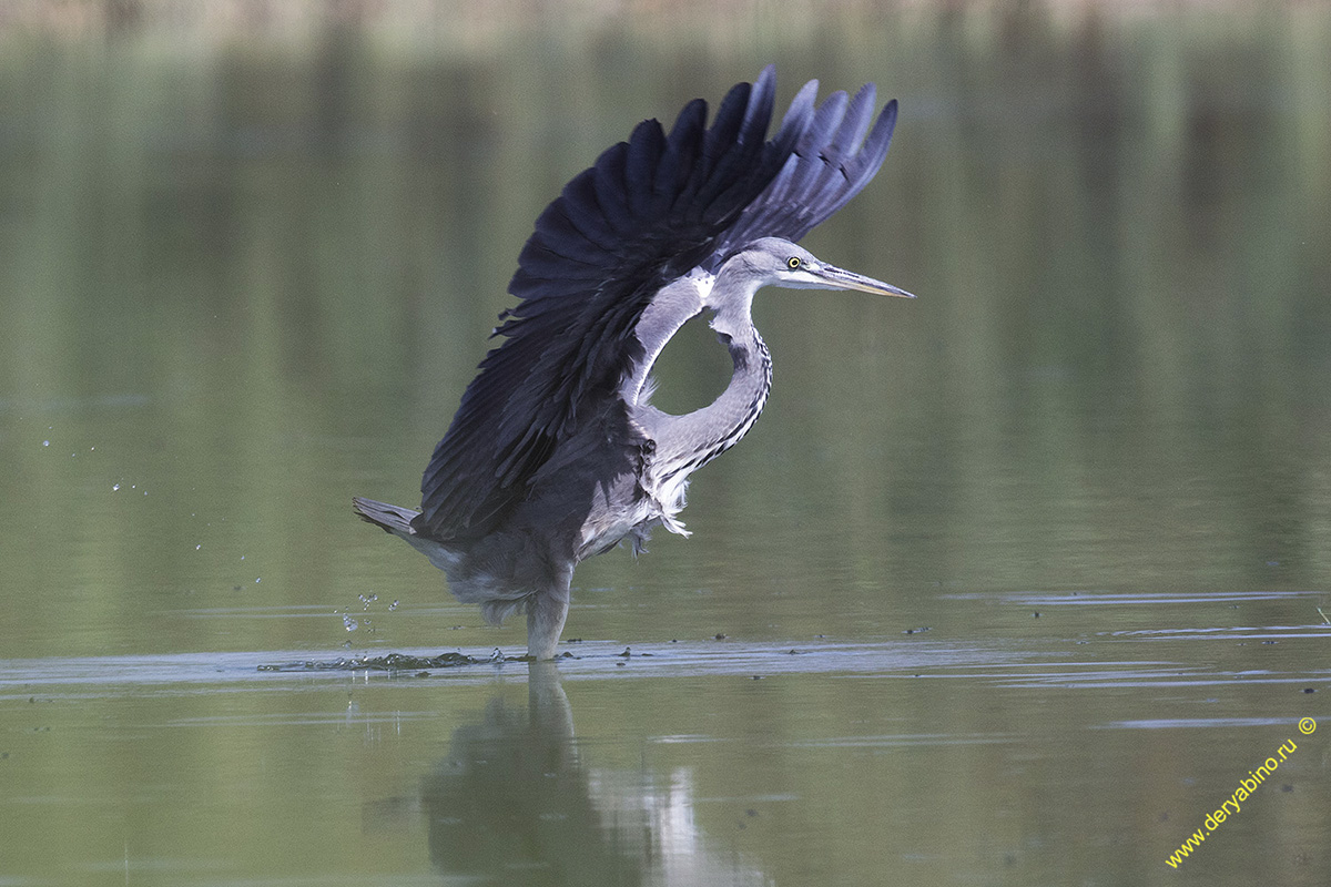   Ardea cinerea Gray Heron