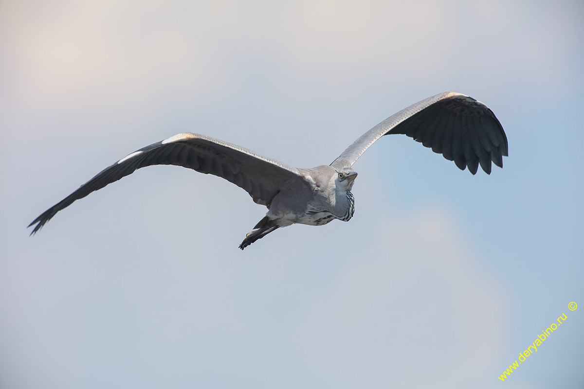   Ardea cinerea Gray Heron