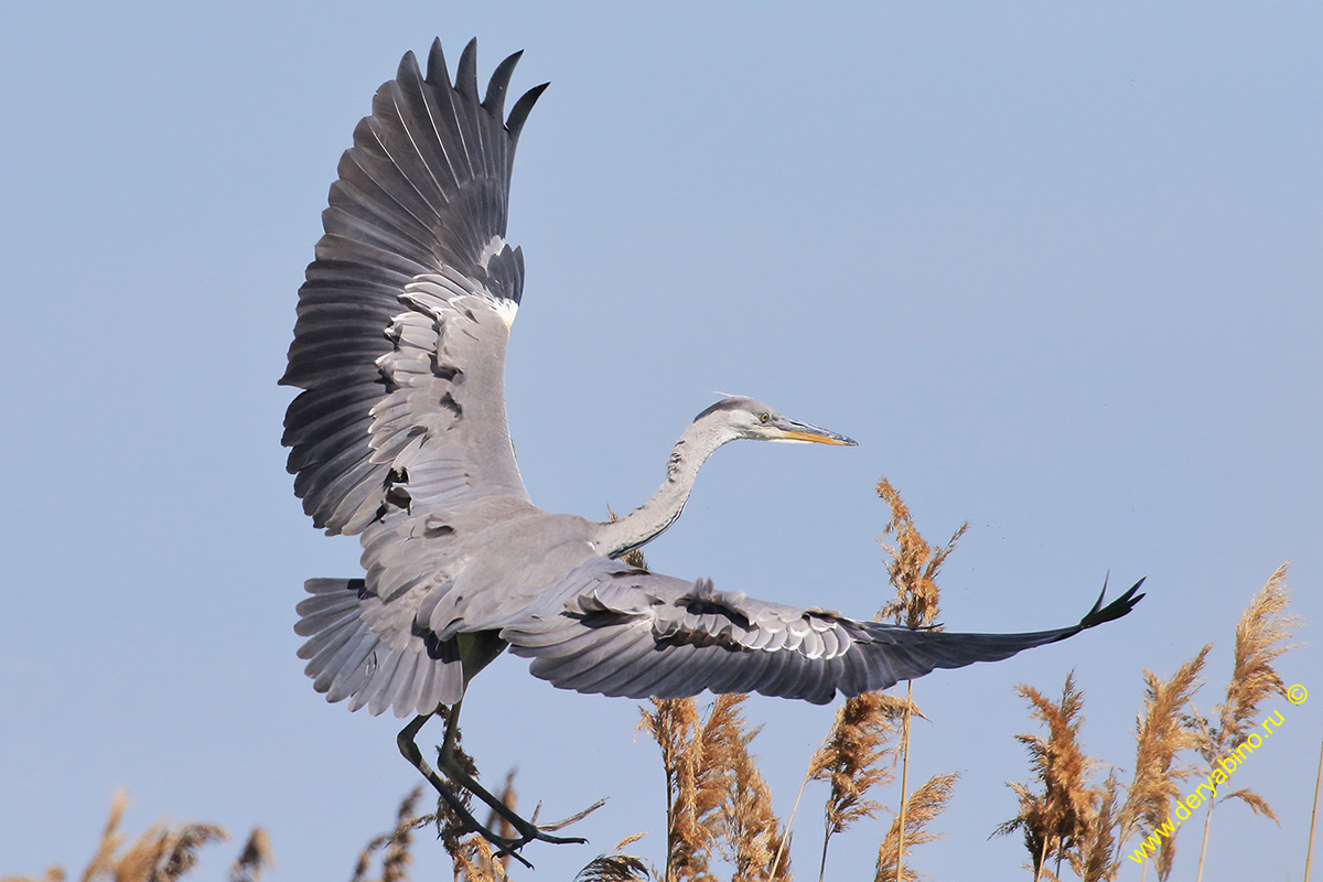   Ardea cinerea Gray Heron