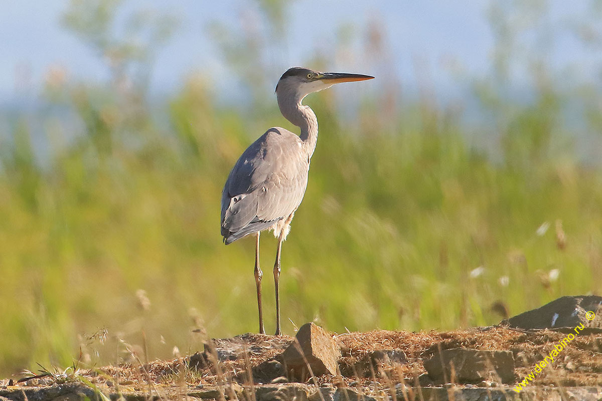   Ardea cinerea Gray Heron