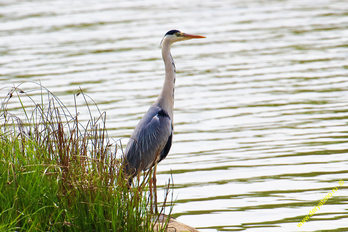   Ardea cinerea Gray Heron