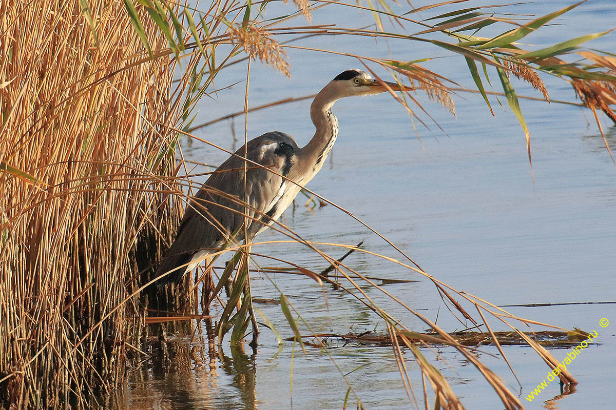   Ardea cinerea Gray Heron