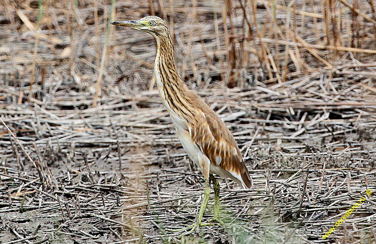 Ƹ  Ardeola ralloides Squacco heron