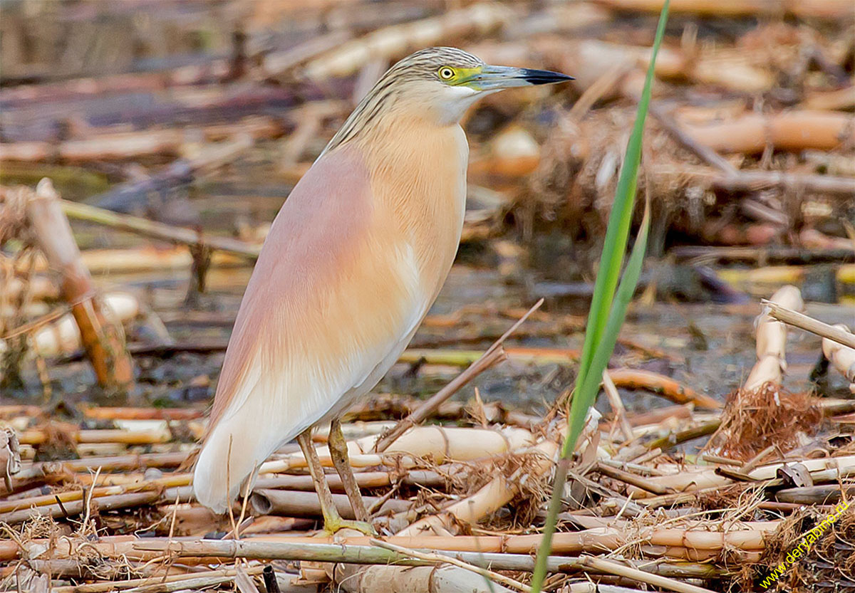 Ƹ  Ardeola ralloides Squacco heron