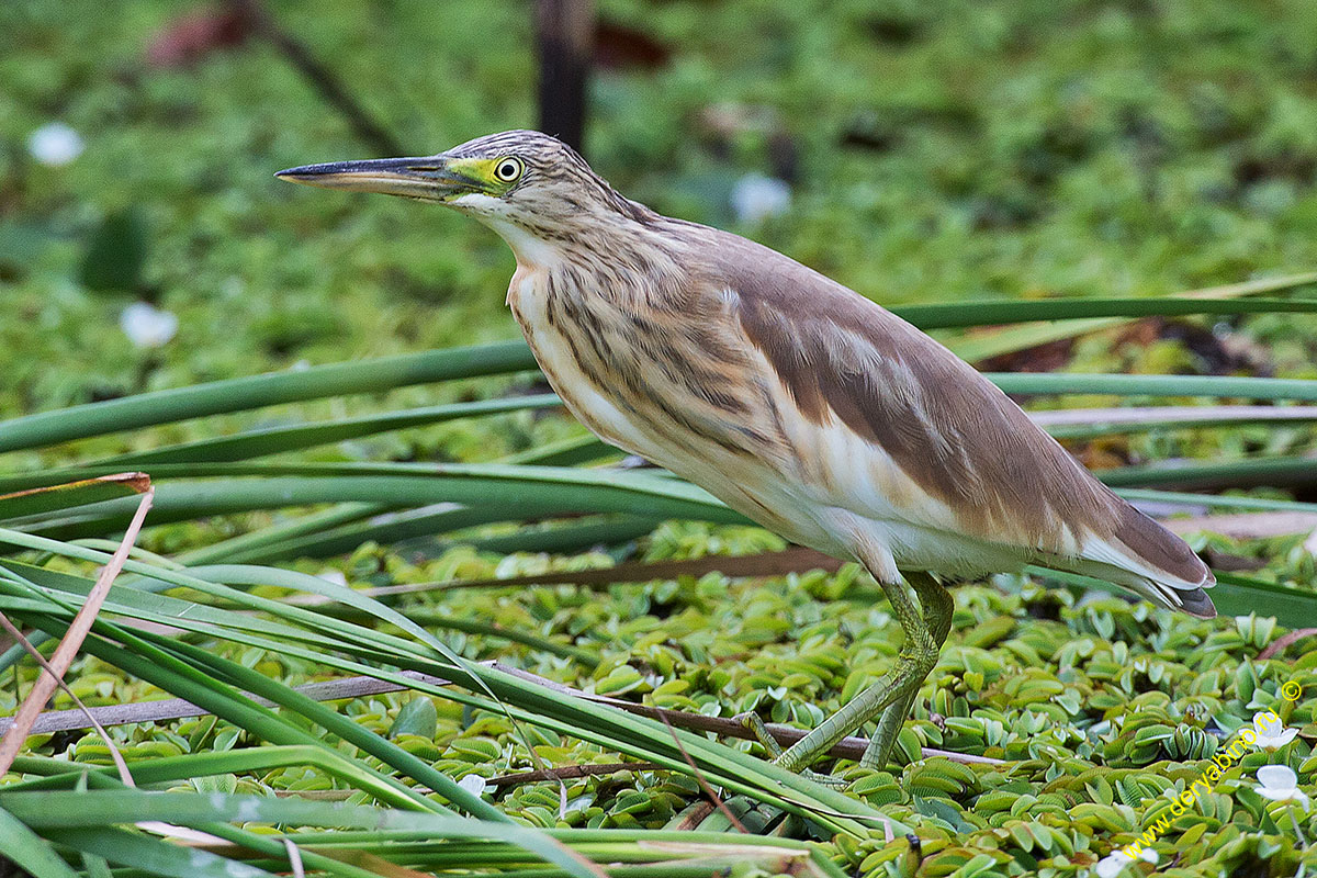 Ƹ  Ardeola ralloides Squacco heron