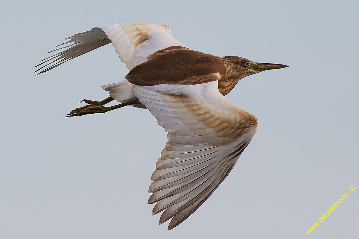 Ƹ  Ardeola ralloides Squacco heron