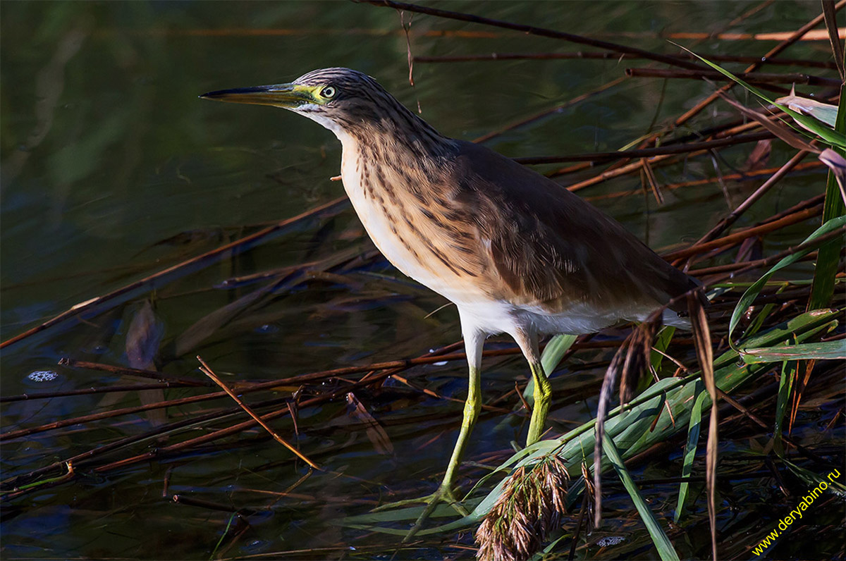 Ƹ  Ardeola ralloides Squacco heron