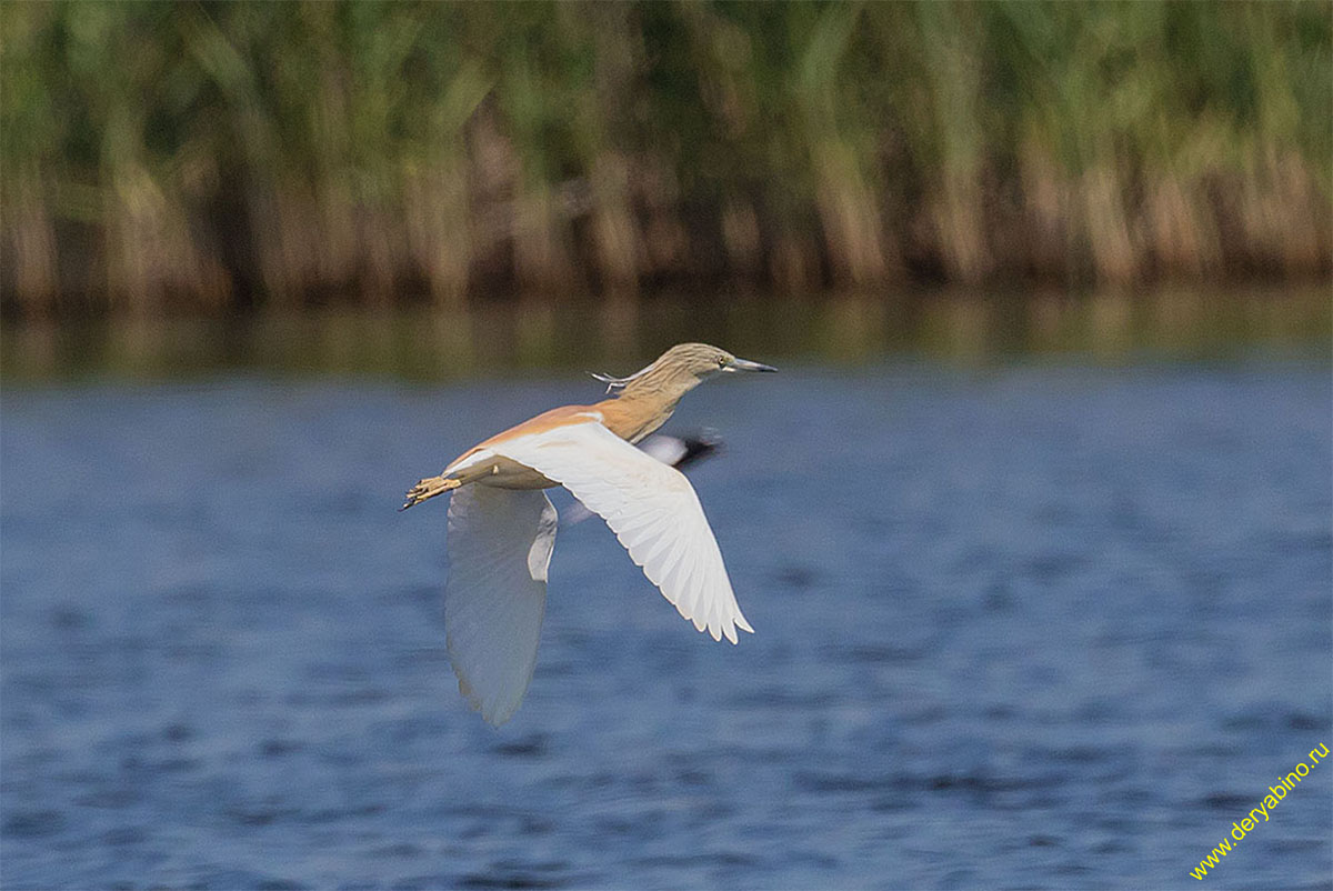 Ƹ  Ardeola ralloides Squacco heron