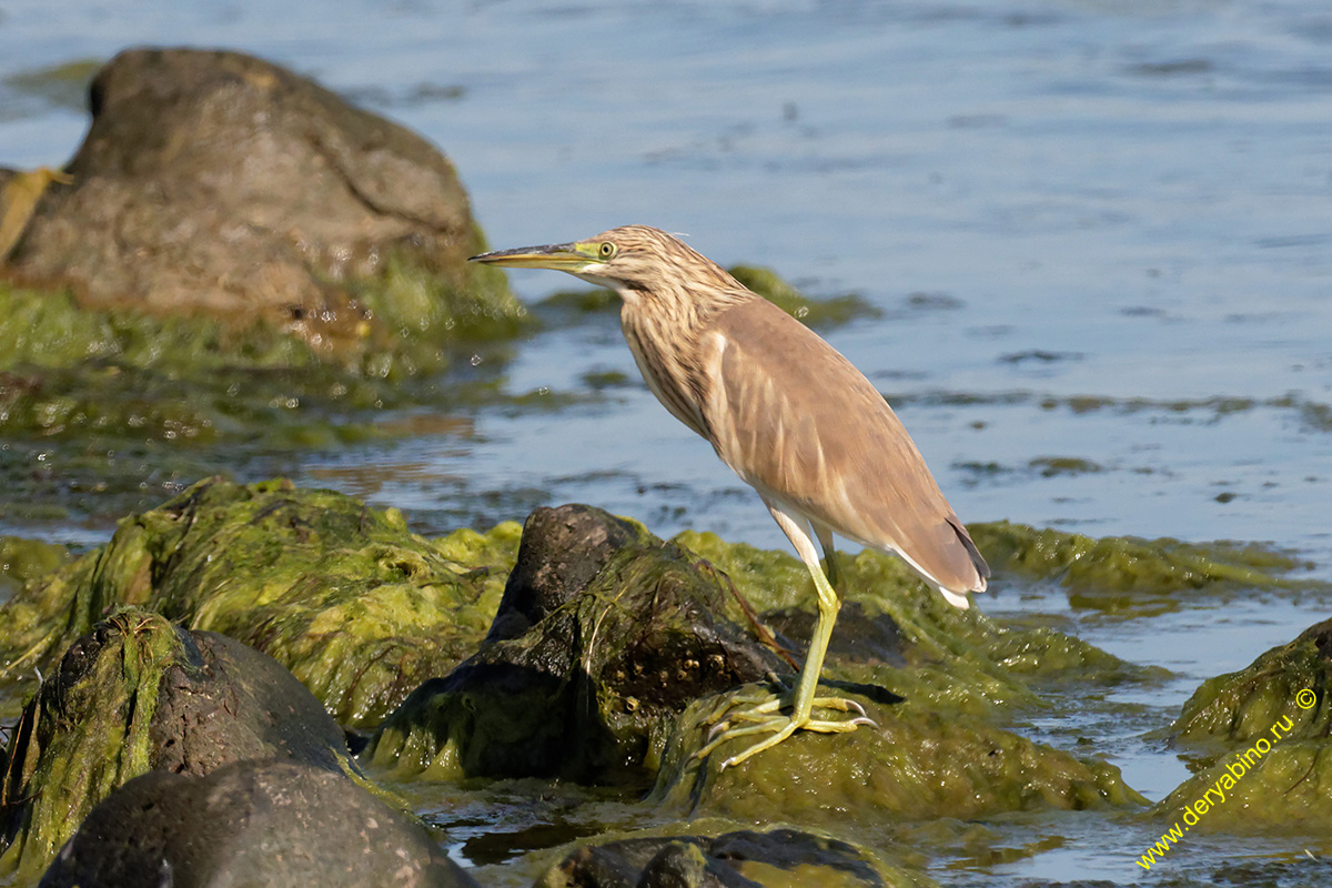 Ƹ  Ardeola ralloides Squacco heron