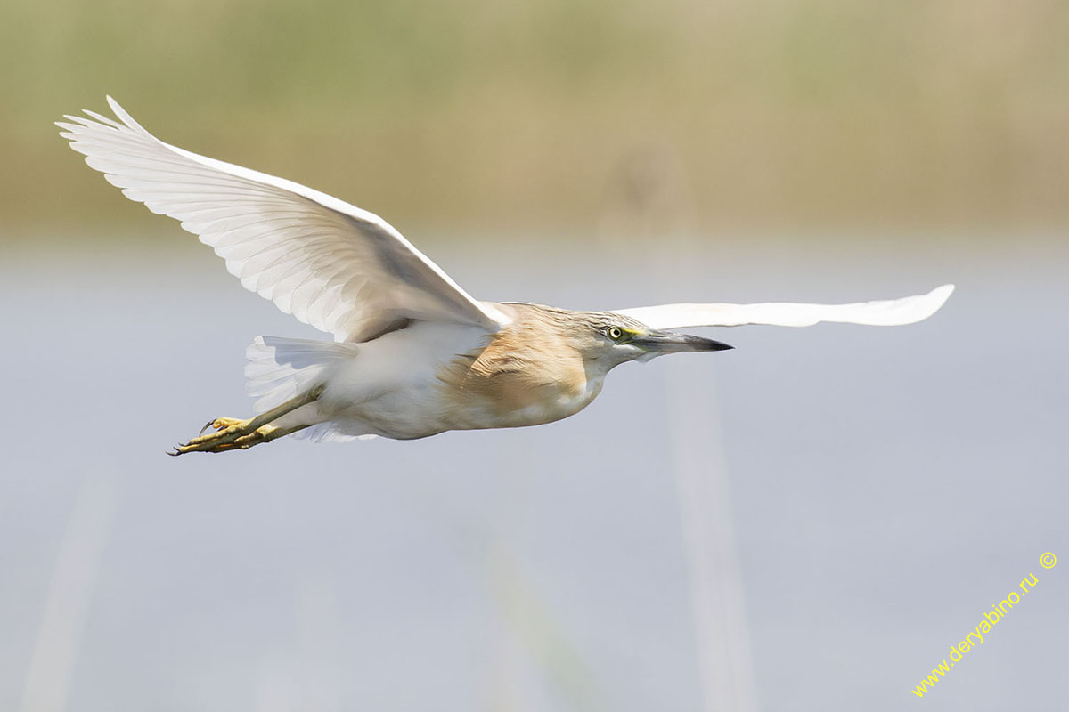 Ƹ  Ardeola ralloides Squacco heron