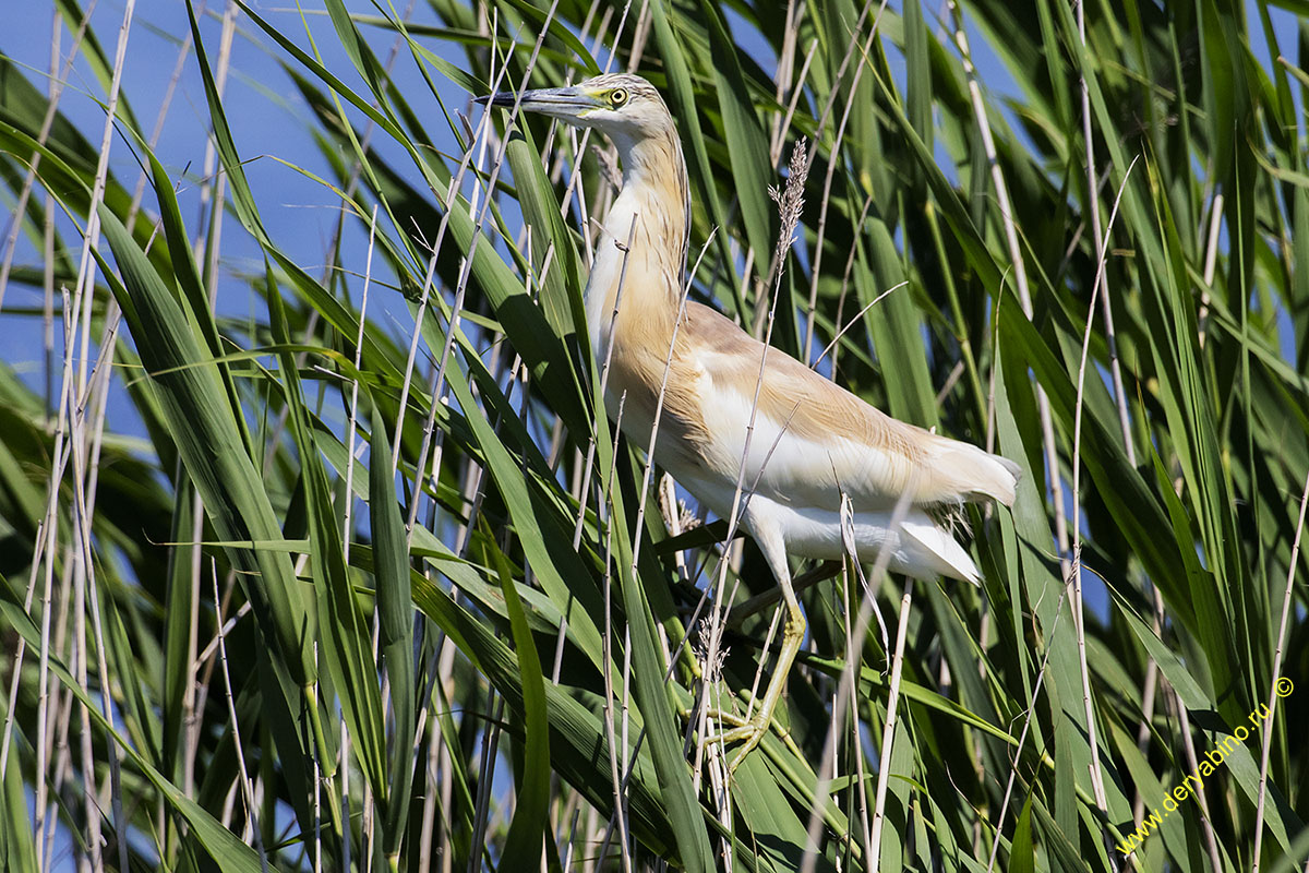 Ƹ  Ardeola ralloides Squacco heron