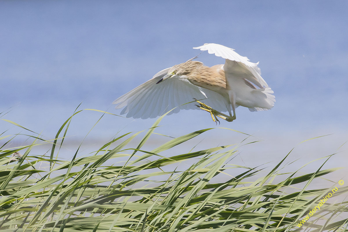 Ƹ  Ardeola ralloides Squacco heron
