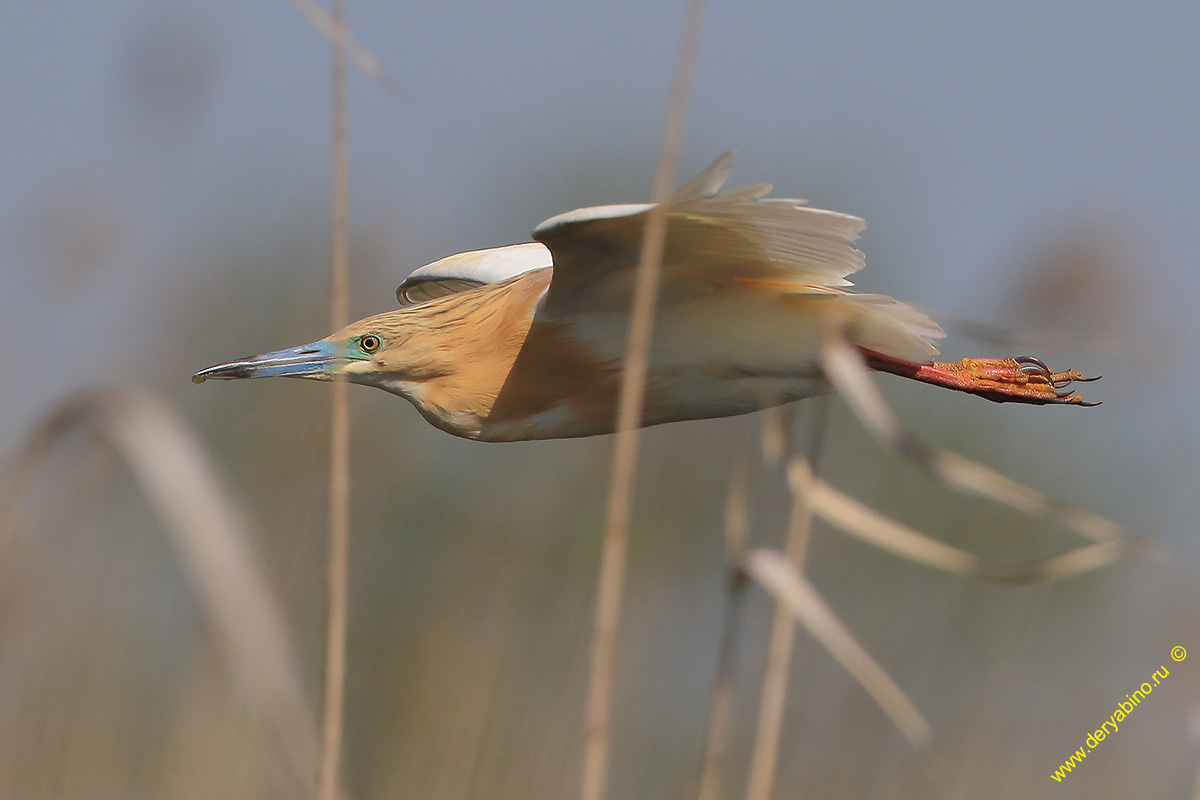 Ƹ  Ardeola ralloides Squacco heron