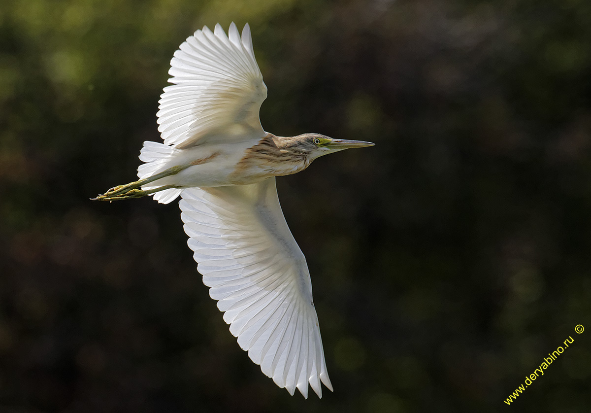 Ƹ  Ardeola ralloides Squacco heron