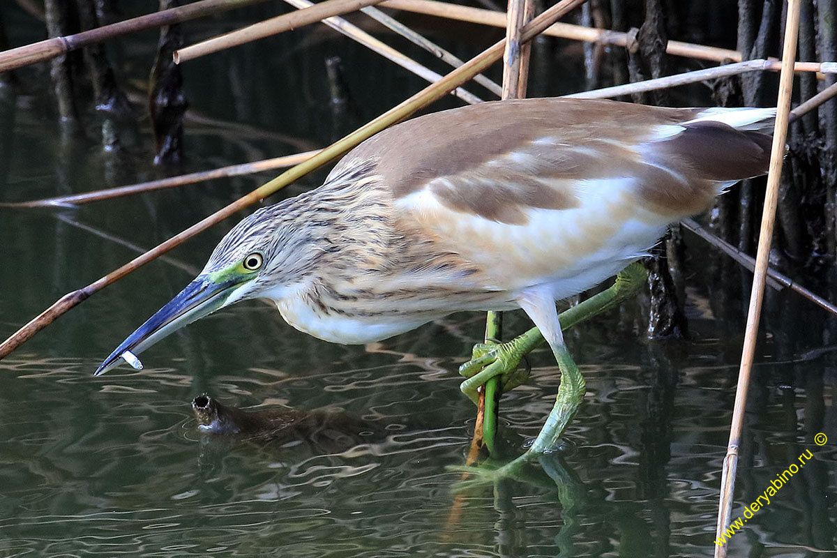 Ƹ  Ardeola ralloides Squacco heron