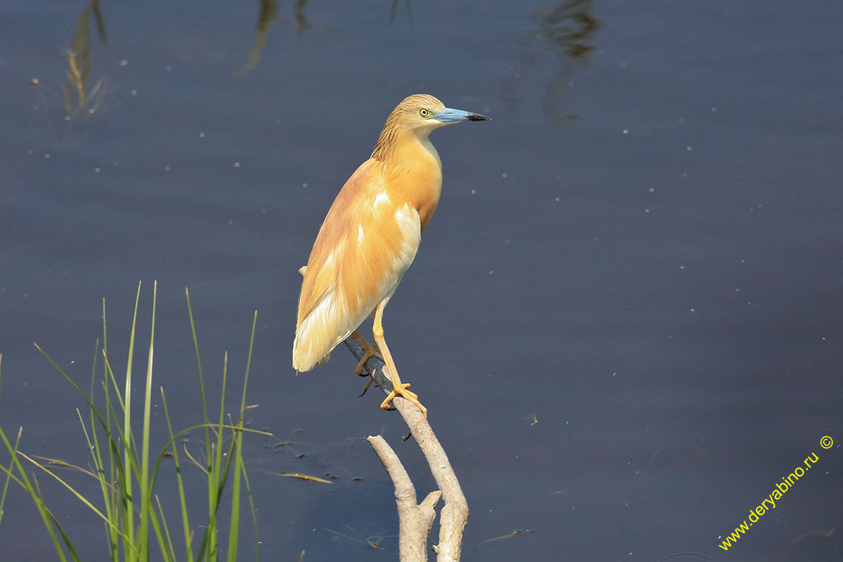 Ƹ  Ardeola ralloides Squacco heron