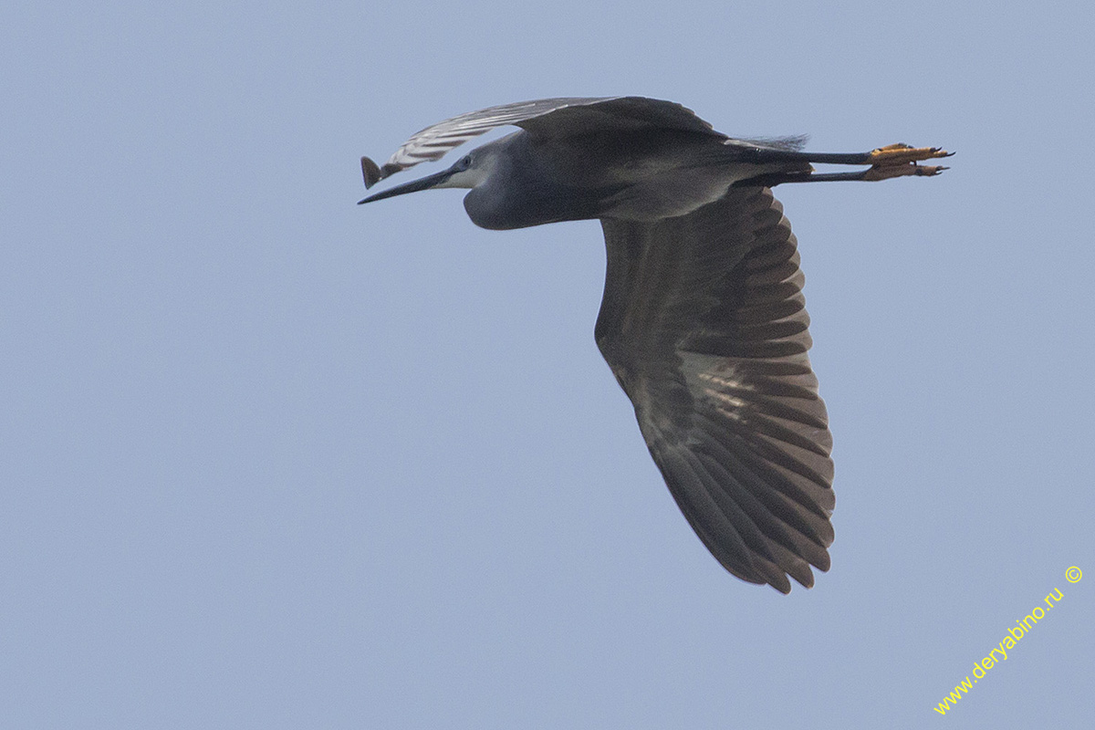   Egretta sacra Pacific reef heron