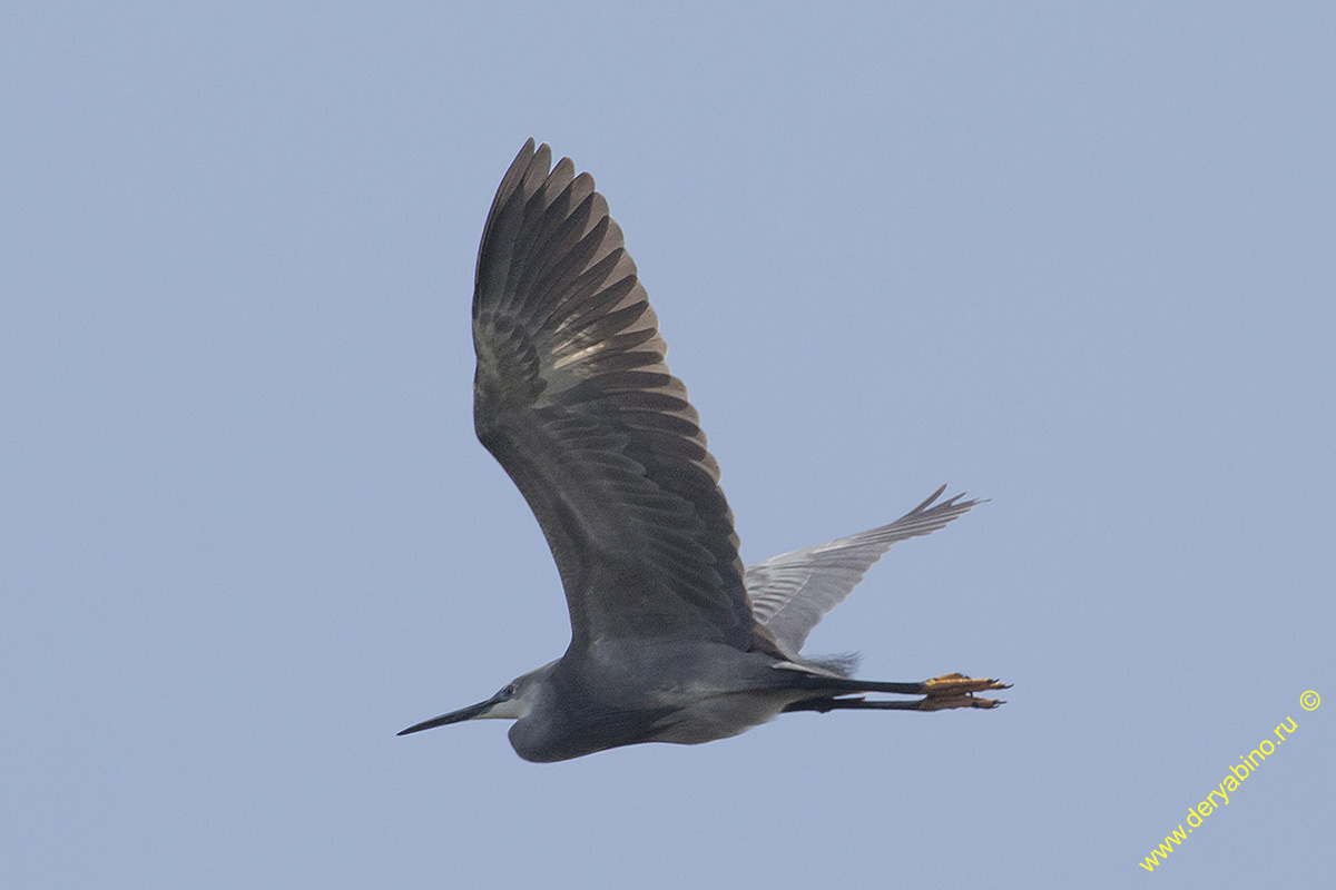   Egretta sacra Pacific reef heron