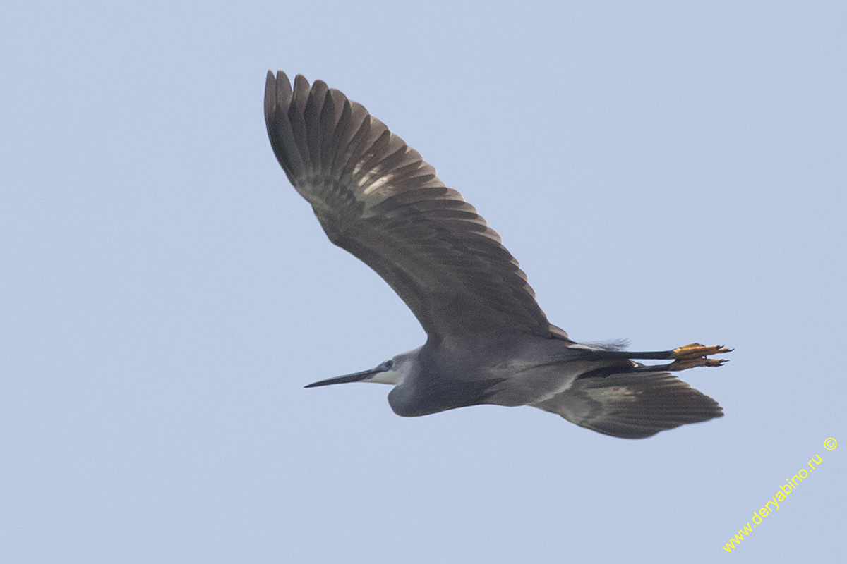   Egretta sacra Pacific reef heron