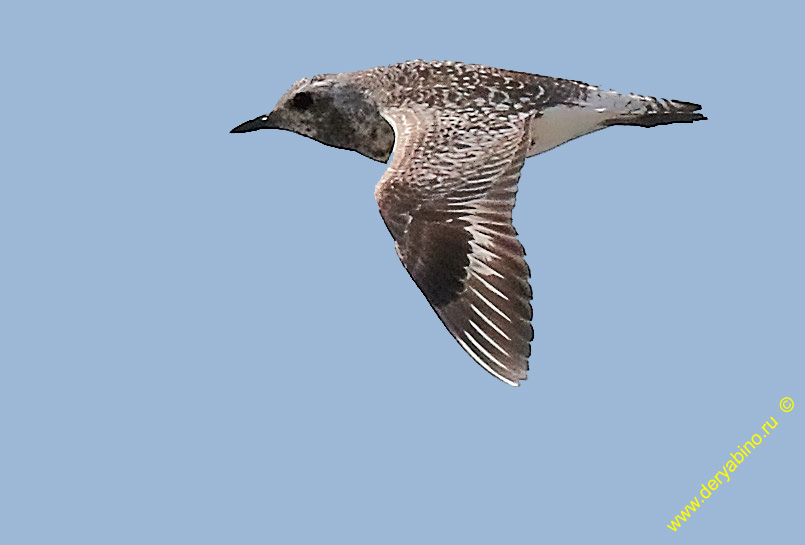  Pluvialis squatarola Grey Plover