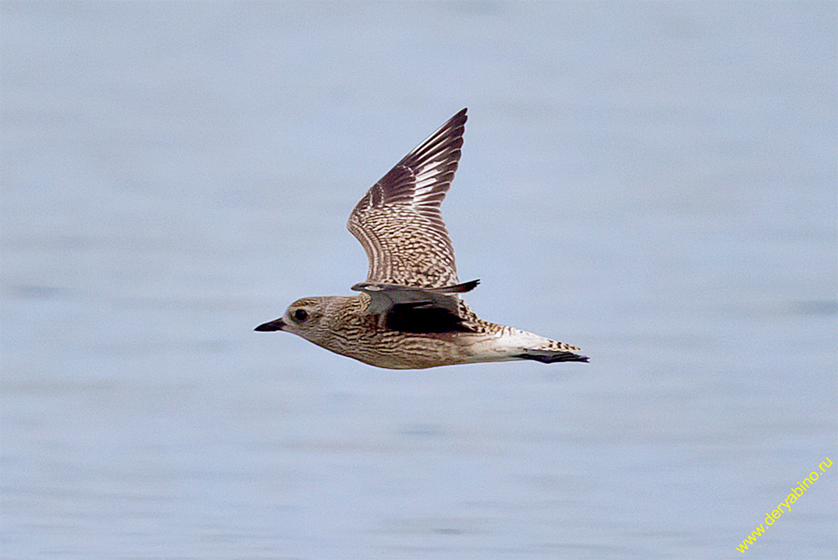  Pluvialis squatarola Grey Plover