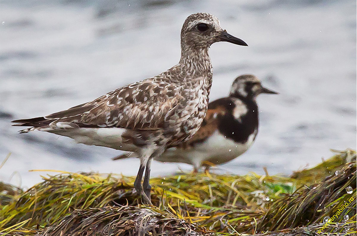  Pluvialis squatarola Grey Plover