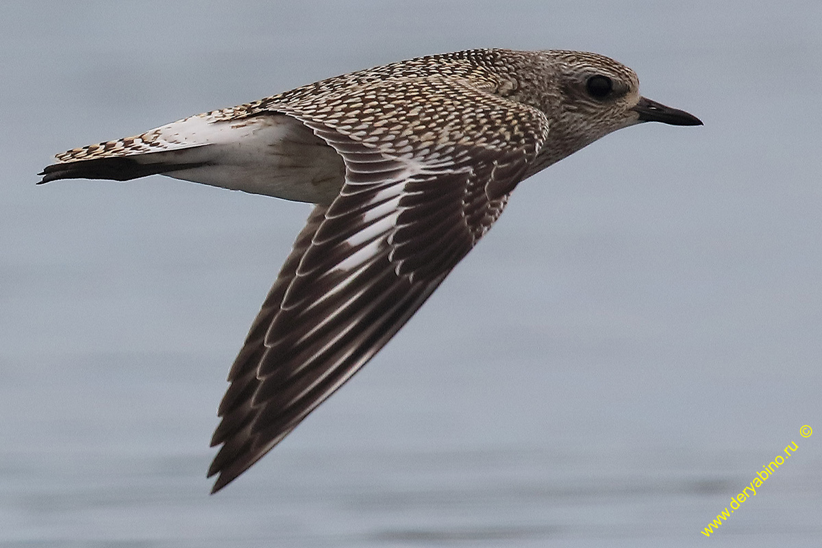  Pluvialis squatarola Grey Plover