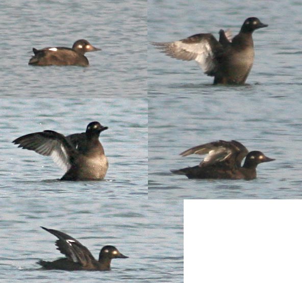  Melanitta fusca Velvet Scoter