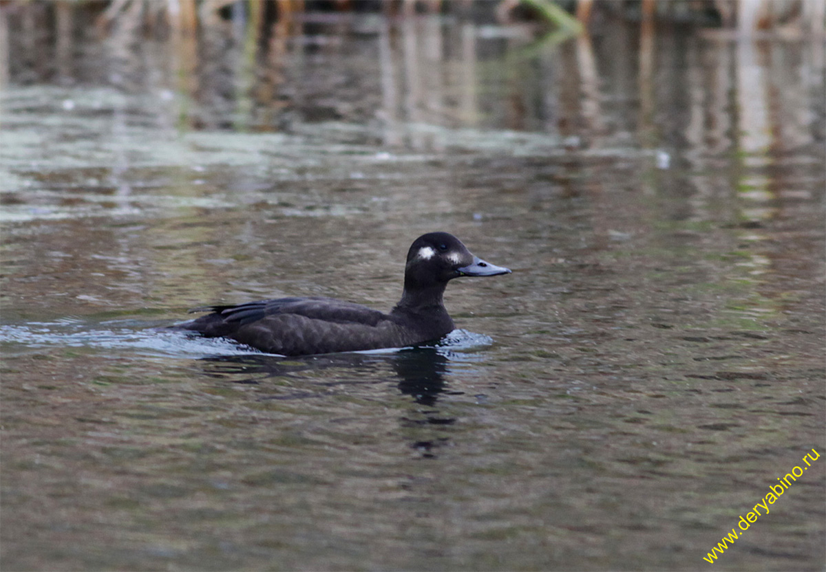  Melanitta fusca Velvet Scoter