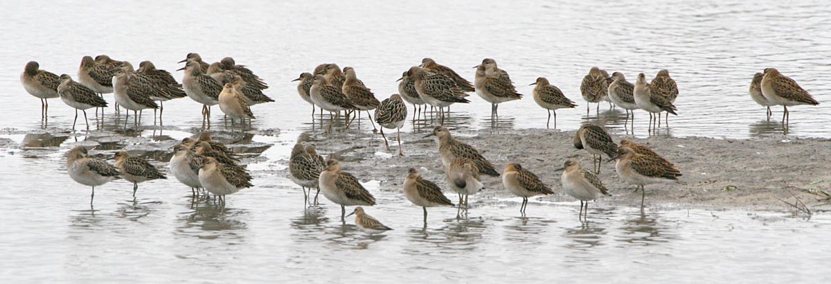  Philomachus pugnax Ruff