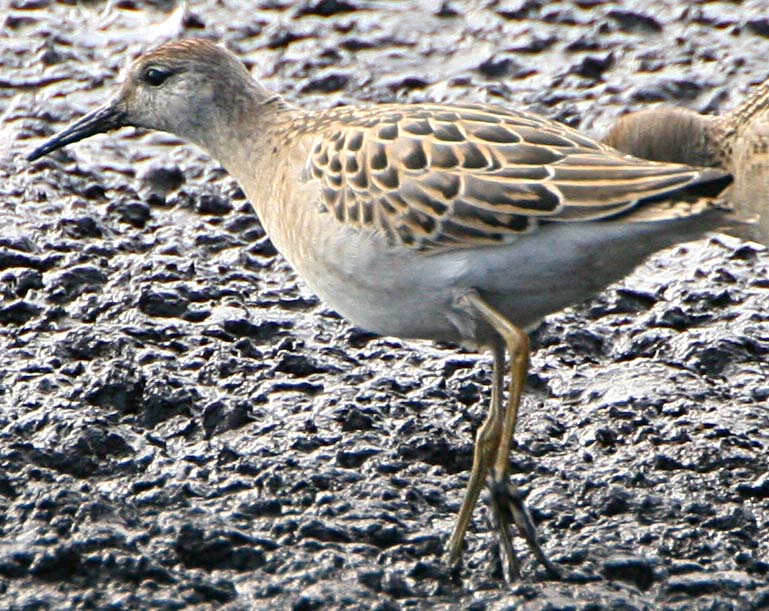  Philomachus pugnax Ruff